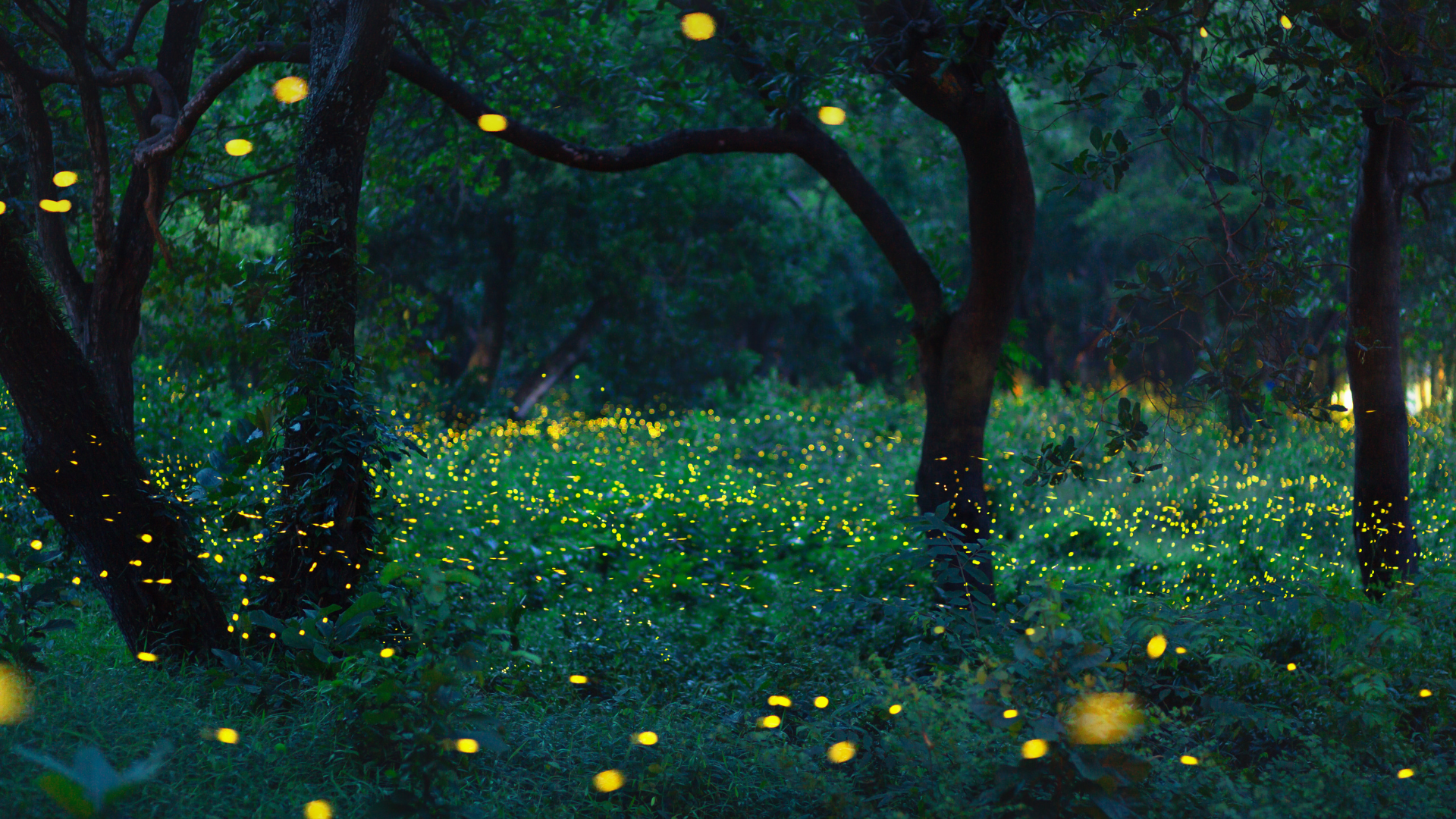 How to bring fireflies back to your yard